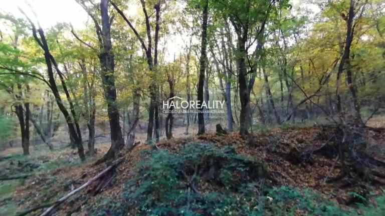 HALO reality - Predaj, pozemok 55017 m2 Hrušov, Les 'C