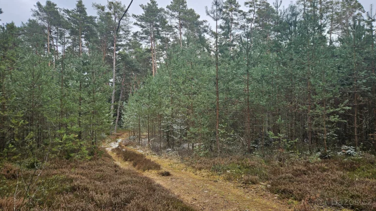 Prodej lesa 32388 m² Břilice u Třeboně