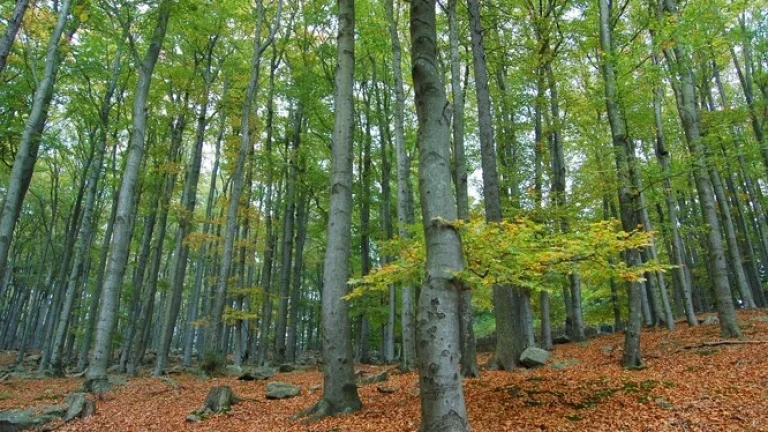 Predám podiel lesov -obec Hanková okres Rožňava