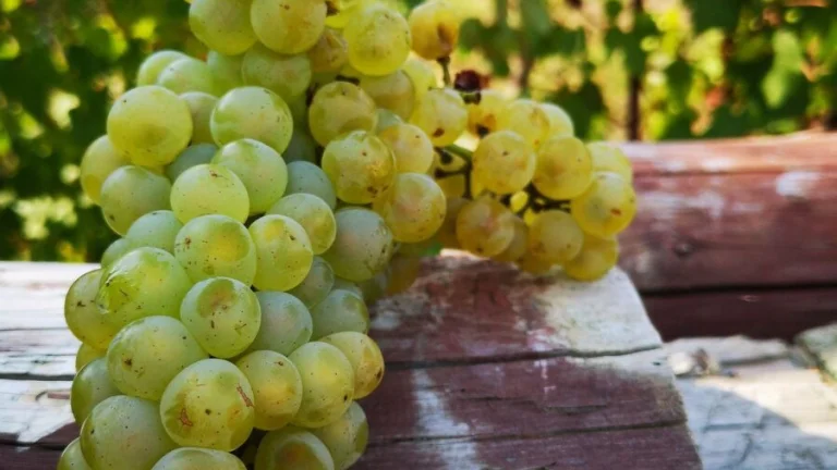 Vinica