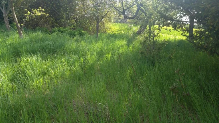 Pronájem zahrady 500 m² - Mšecké Žehrovice