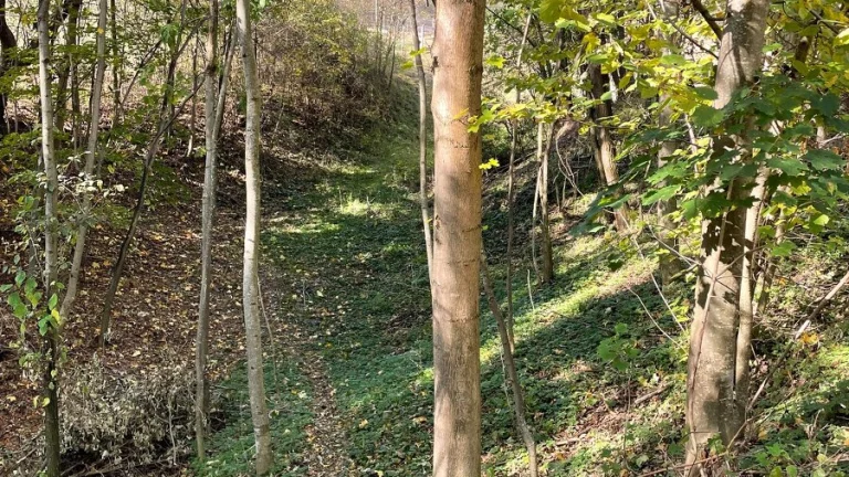 Lesní pozemek