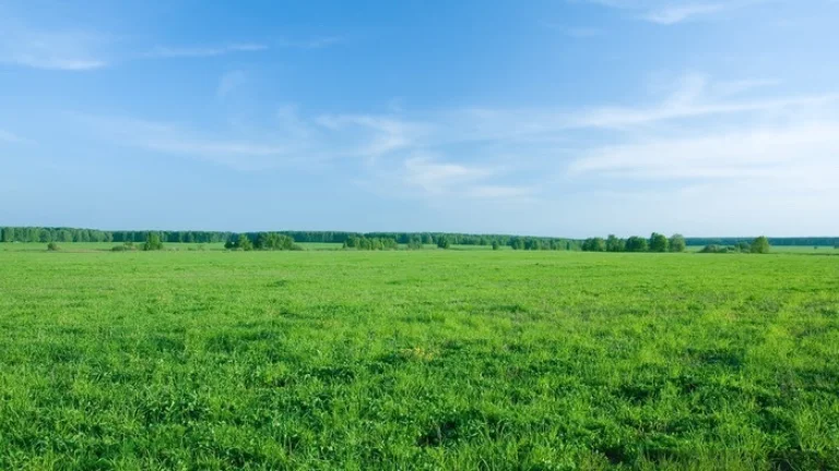 Louka, pozemek