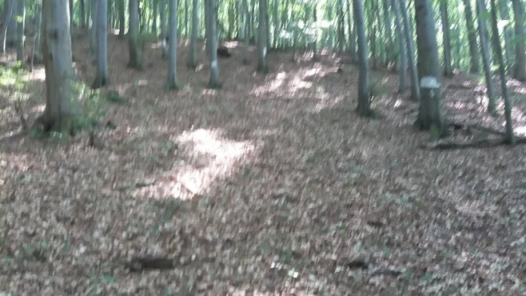 Predaj - lesy, k.ú. Vagrinec