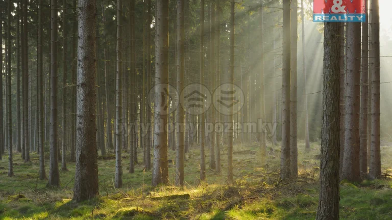 Prodej lesa, 6740 m², Kralovice