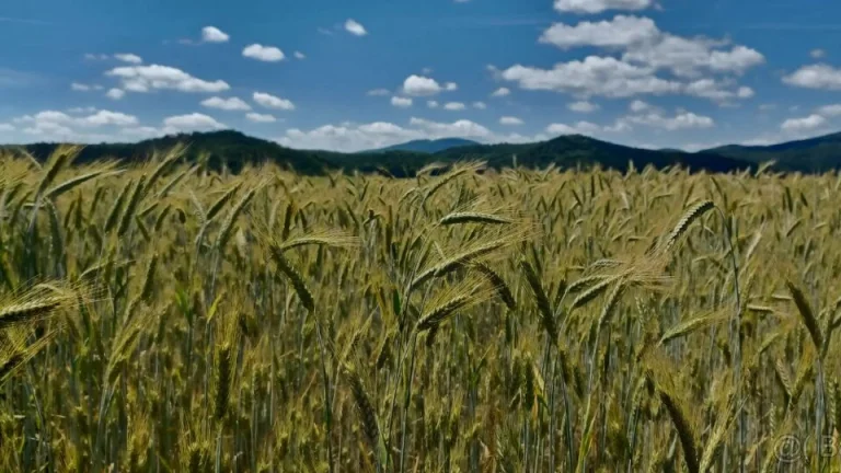 Na predaj orná pôda a les v obci Podkylava, časť Jancovo (ok