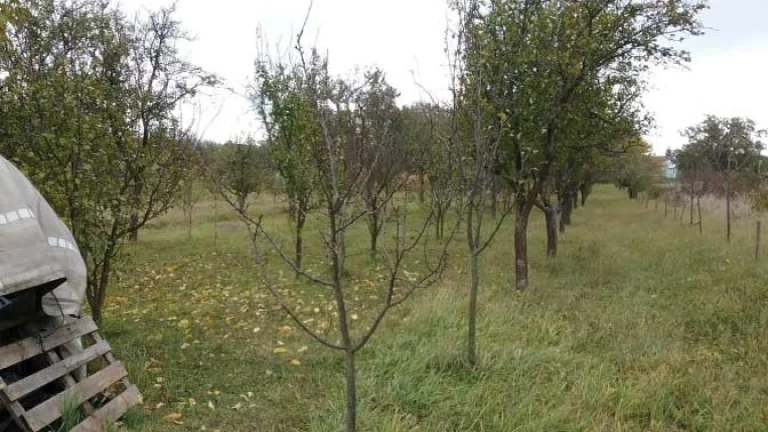 Záhrada