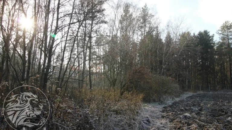 Lesního pozemku, podíl 1/12, k.ú. Týniště nad Orlicí, okr.: