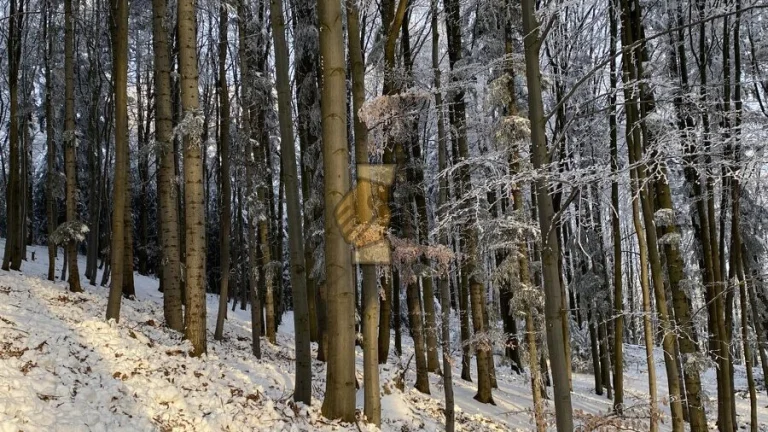 Prodej les, CP 11 626 m2, Hovězí, okres Vsetín