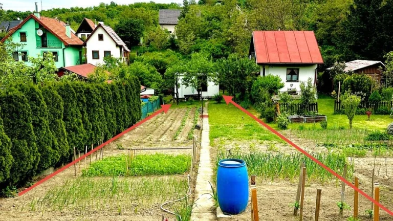 Záhradka Skalica, Koziny