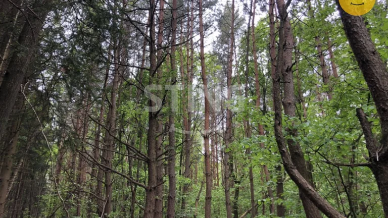 Prodej lesa 10502m2, 132353