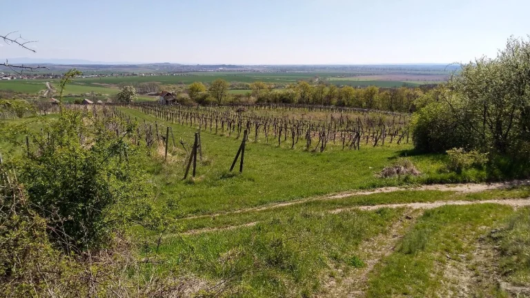 Vinice Čajkov - Sádovské