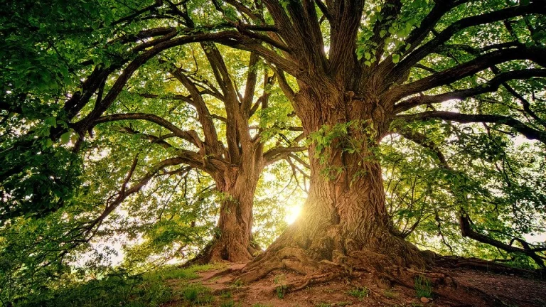 ✅VÝHODNE✅ NA PREDAJ PODIELY V URBÁRI MIKULÁŠOVÁ, OKRES BARDE