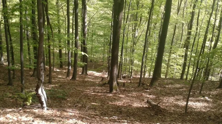 Banské a Sačurov - 1.840 m2 - LESNÉ POZEMKY (URBÁR)