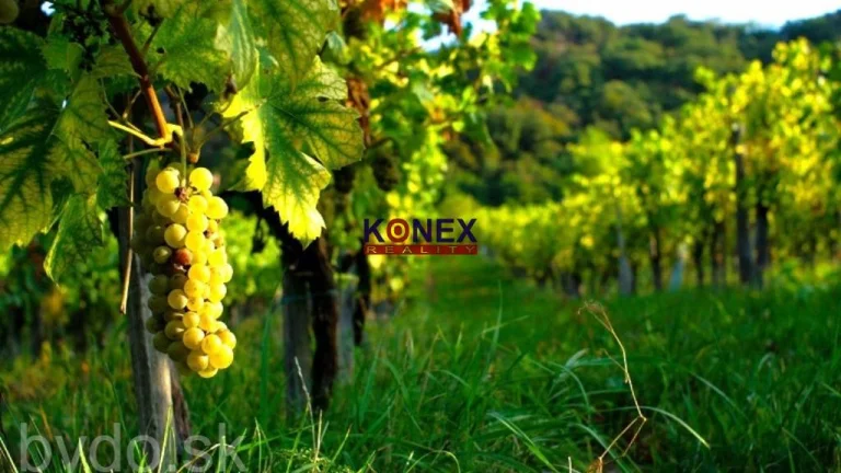 NA PREDAJ – VINICA – VEĽKÁ TŔŇA