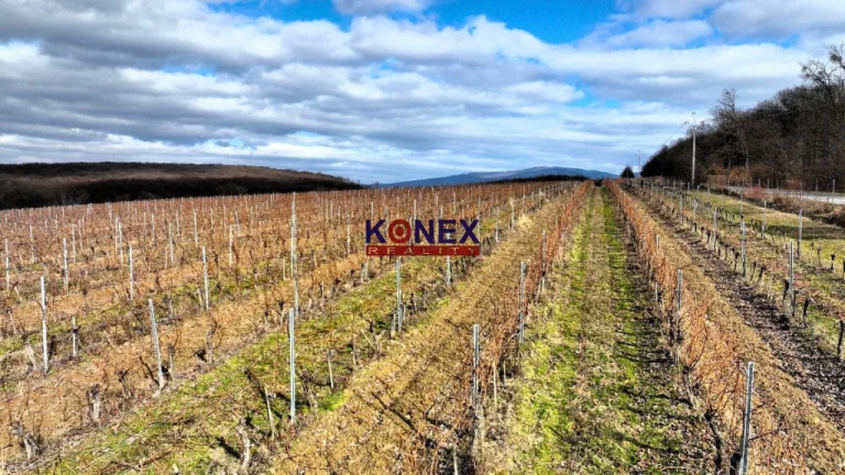 Na predaj krásny vinohrad s rozlohou 25 ha - Sobrance-okolie