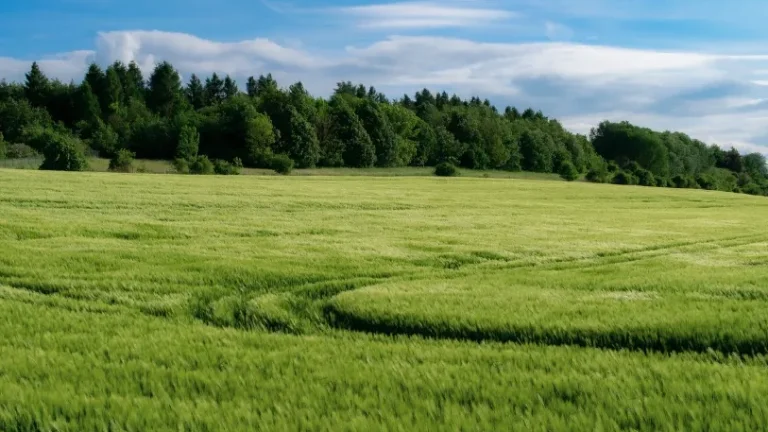 Čeľovce - 900 m2 POĽNOHOSPODÁRSKE POZEMKY