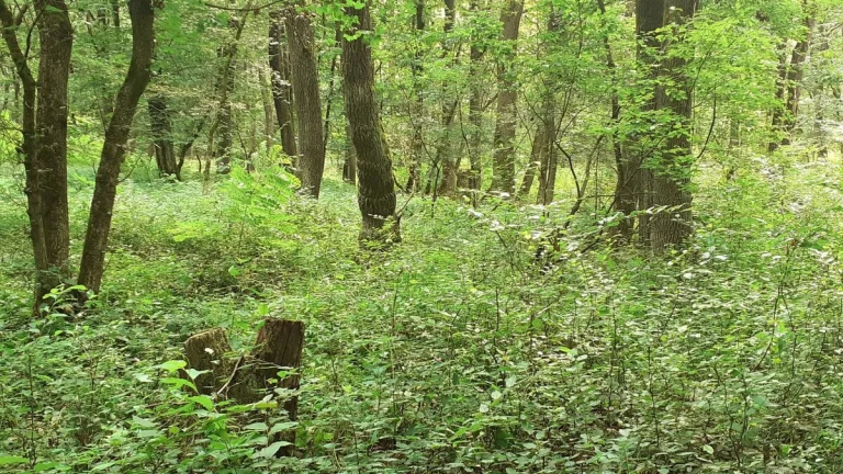 Čičarovce - 4.700 m2 LESNÉ POZEMKY