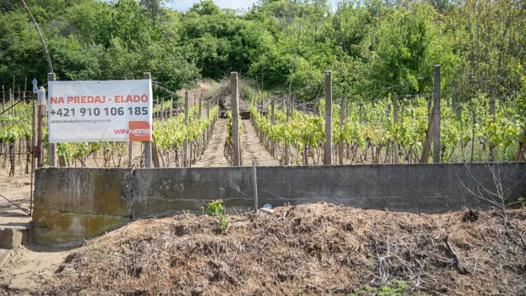 Exkluzívne Vám ponúkame na predaj vinicu s pozemkom
