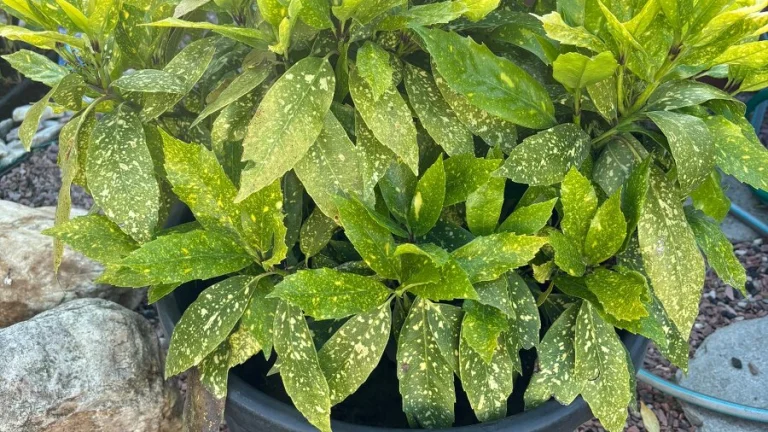 Aukuba japonská Crotonifolia