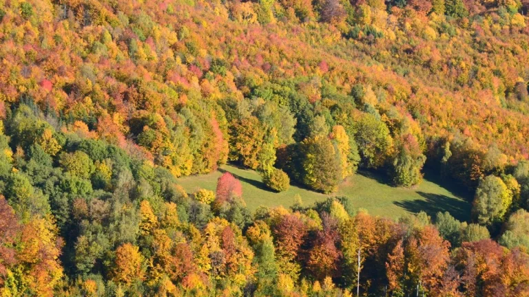 Revúca – 2.479 m2 LESOV – PREDAJ