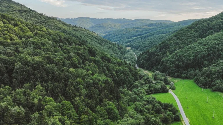 Ladomirová – 6.740 m2 LES NA PREDAJ