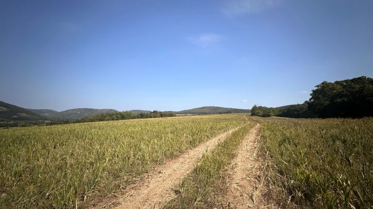 Stráňany – 5.315 m2 ORNÁ PÔDA a LES