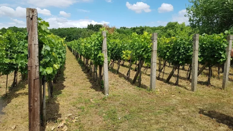 Vyškovce nad Ipľom – vinica 273/3/23 na predaj
