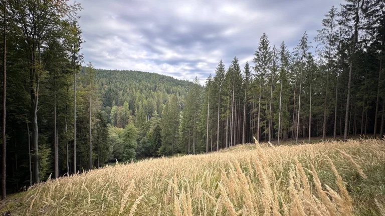Rožňová, Bošianska Neporadza – 342 m2 ORNÁ PÔDA a LES