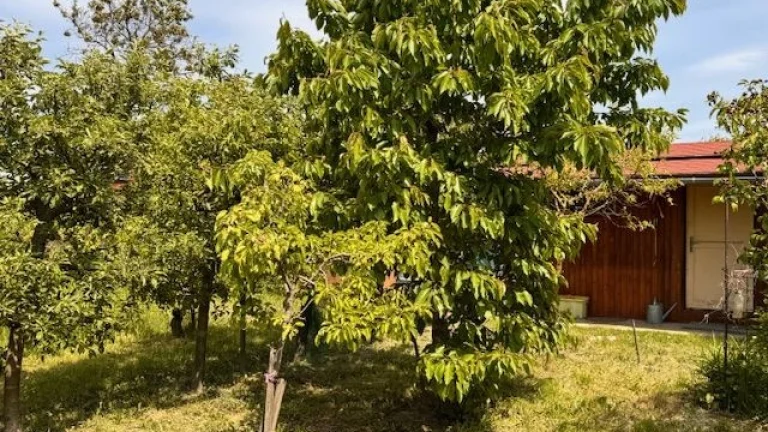 Predaj záhrady