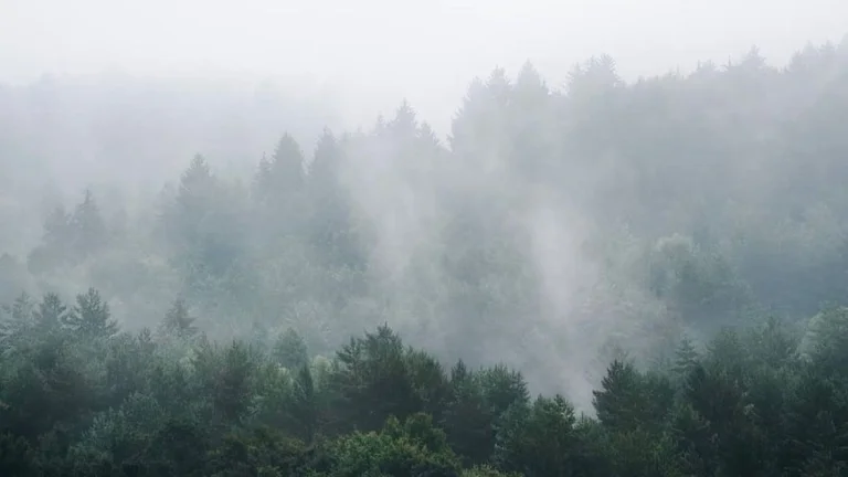 Mostište – 25.677 m2 LESOV (Urbáru) – PREDAJ