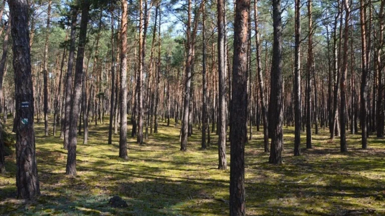 Lakšárska Nová Ves – 12.541 LESY v podiele 1/1 - NA PREDAJ