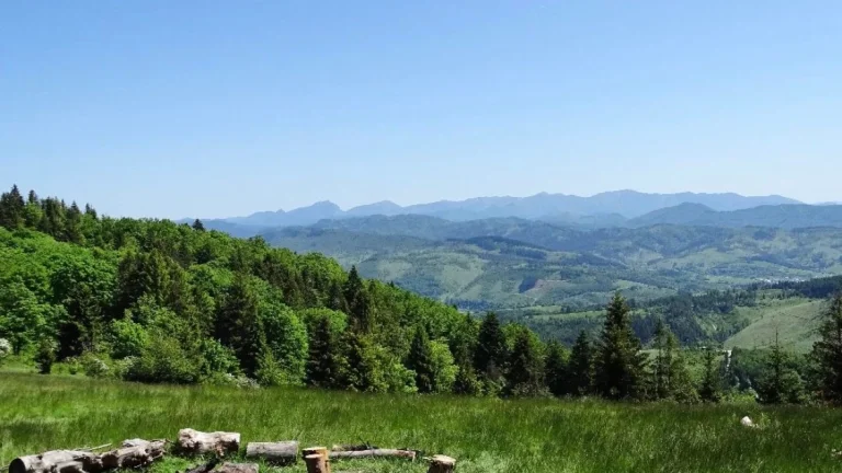 Horelica – 3.100 m2 LES – PREDAJ