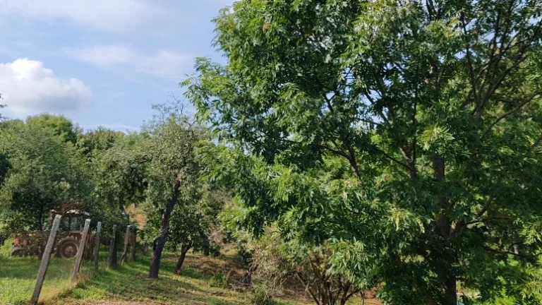 Na predaj pozemok Cerová - Rozbehy