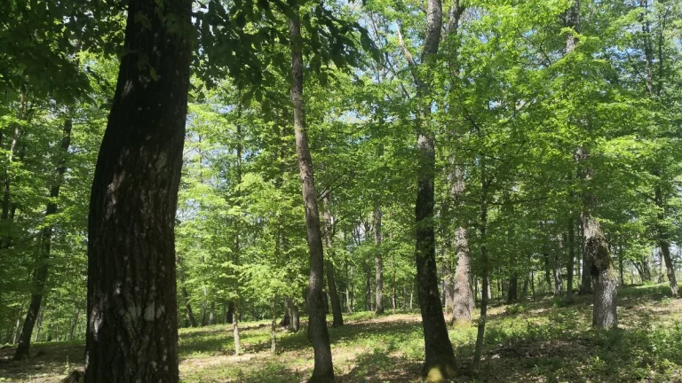 Drienčany(Teplý vrch), súkromný Lesný pozemok, výmera 9802m2