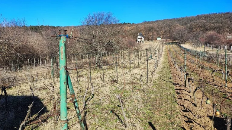 Predaj Vinohrad Dražovce