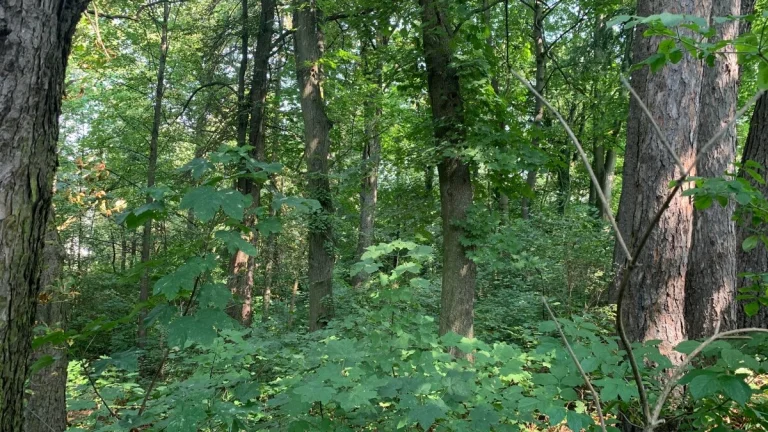 Lesný pozemok 3 344m2 v kat.úz. Záturčie, Martin
