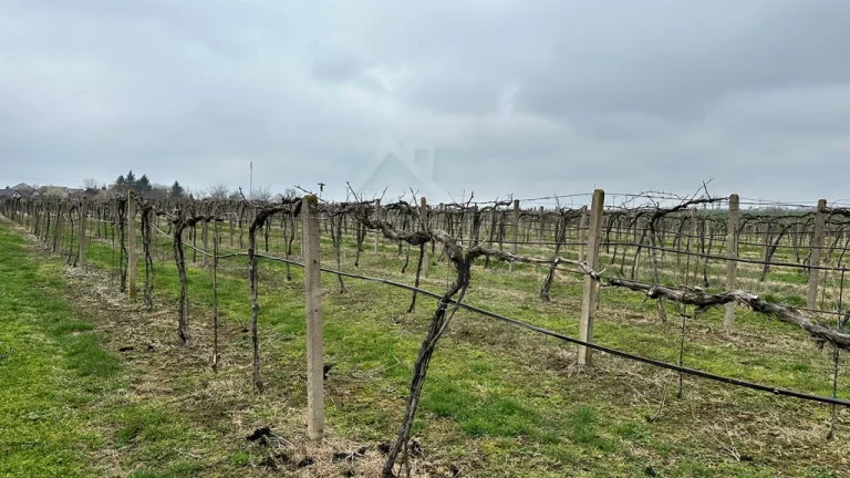Krásny vinohrad na veľkom pozemku vo vinohradníckej oblast