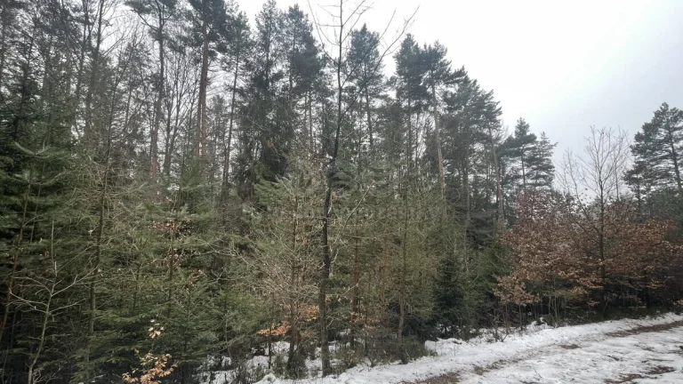 Prodej, les, 12219 m2, Smrčí u Semil, Záhoří