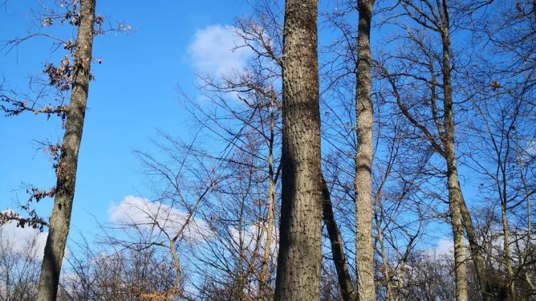 Les ,Lukovištia, výmera 8091m2, jeden majiteľ.
