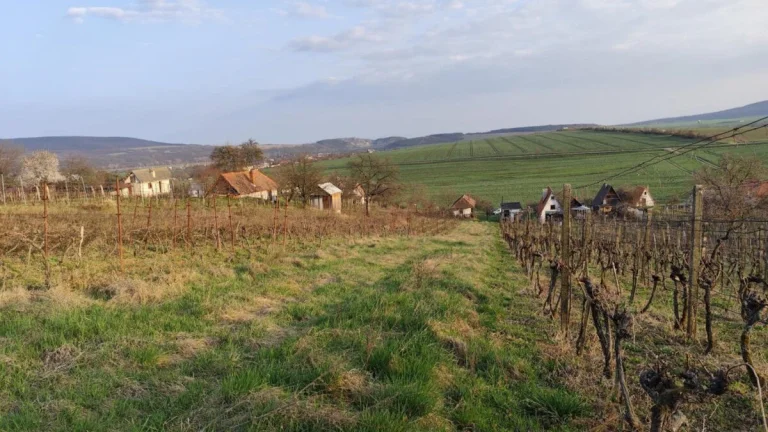 Pozemok vo vinici, 3 minúty autom jazero