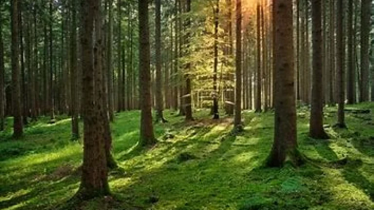 Lesný pozemok