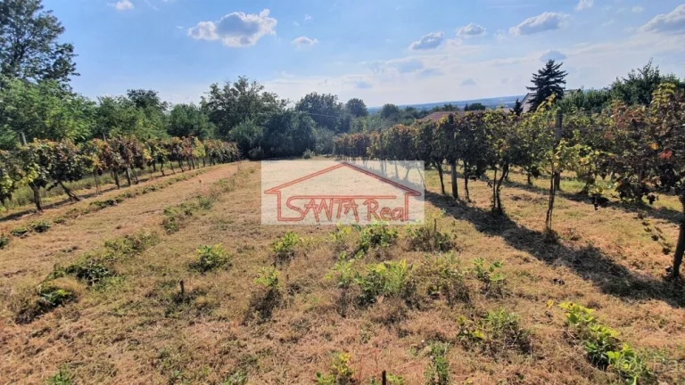 EXKLUZÍVNE NA PREDAJ VINICA V LEVICIACH, ID 429