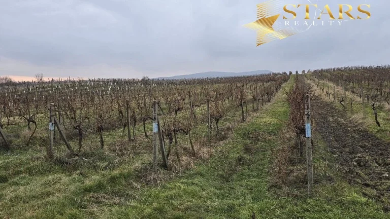 Predaj vinohradu v Pezinku