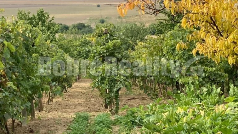 Záhrada s vinicou na predaj.