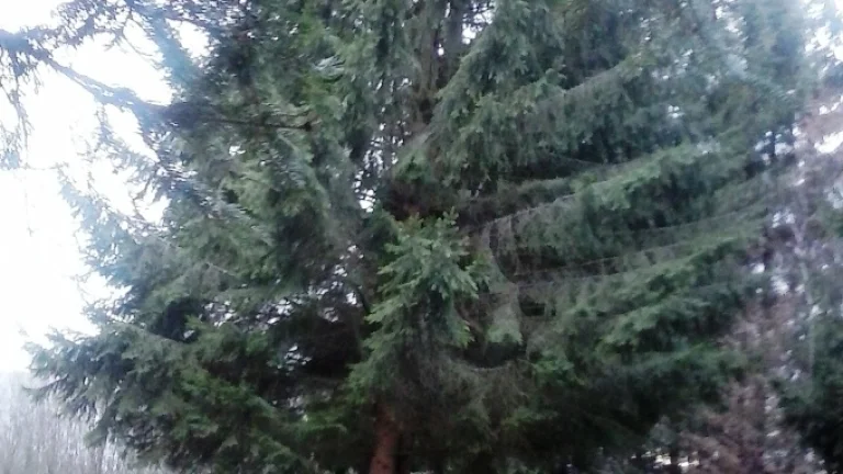 Lesný porast