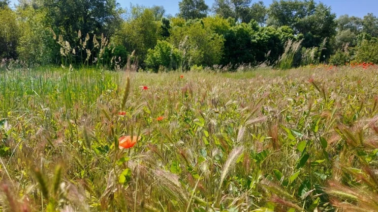 Pozemok na brehu Dunaja v obci Radvaň nad Dunajom