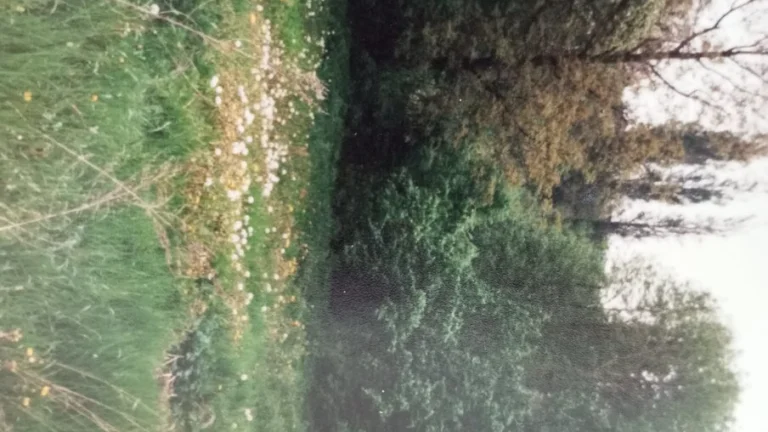 Pozemok