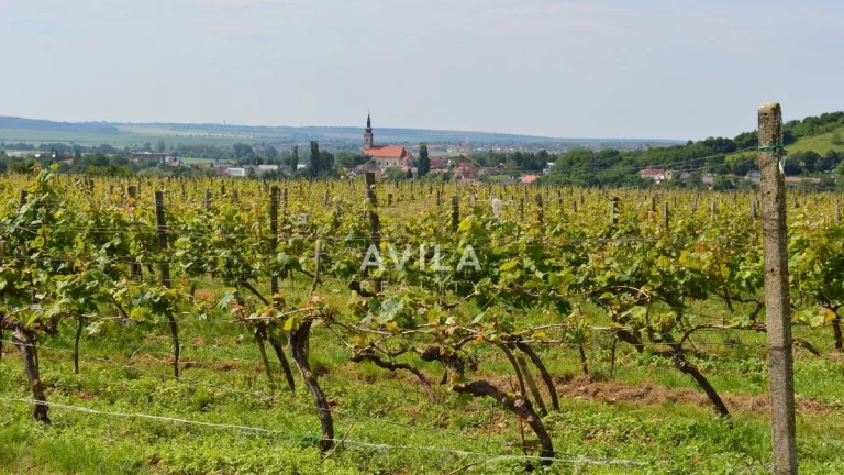 NA PREDAJ: vinohrad o výmere 4740m2 - Horné Orešany