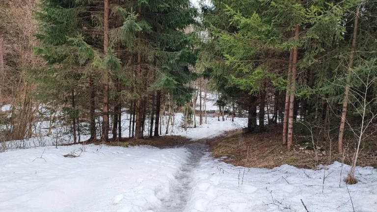 Pozemok pri potoku v lese, Nízke Tatry